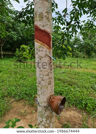 rubber tapping by grooving in the wood to allow the latex to flow 