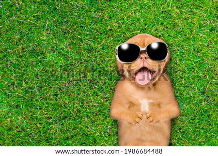 Joyful Mastiff puppy wearing sunglasses lies on its back on summer green grass. Top down view. Empty space for text