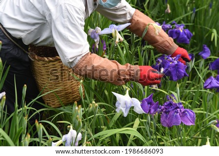Japanese iris deadheading work scene at iris garden. Royalty-Free Stock Photo #1986686093