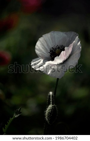 White poppy.Poppy is a living embodiment of nature's fantasies.Bright, juicy, May flower.