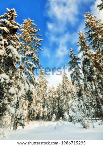 White snow covered winter forest with fir trees against blue sky at The Black Forest, Germany