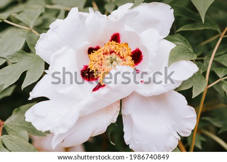 Paeonia suffruticosa white and pink peony on the bushes in the garden in the park
