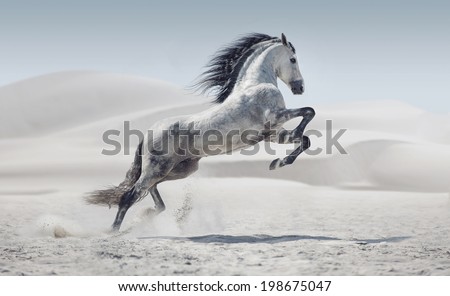 wild horse in dust Royalty-Free Stock Photo #198675047