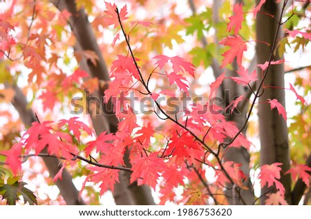 Autumn, autumnal maple leaves, red leaves against the sky