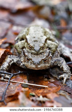 Closeup macro of two toads or frogs mating during spring season