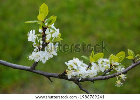 Prunus domestica 'Opal', European plum branch with white flowers, family: Rosaceae.