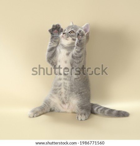 Blue spotted kitten on studio background Royalty-Free Stock Photo #1986771560