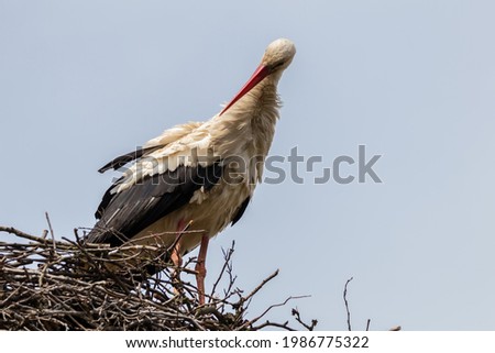 White stork Ciconia ciconia, photo from below, white stork in the nest, morning care