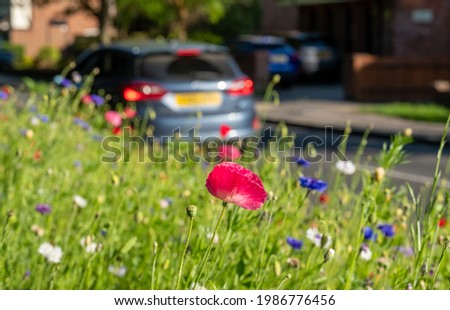 Colourful wild flowers, including poppies and cornflowers, on a roadside verge in Eastcote, West London UK. The Borough of Hillingdon has been planting wild flowers next to roads to support wildlife. Royalty-Free Stock Photo #1986776456