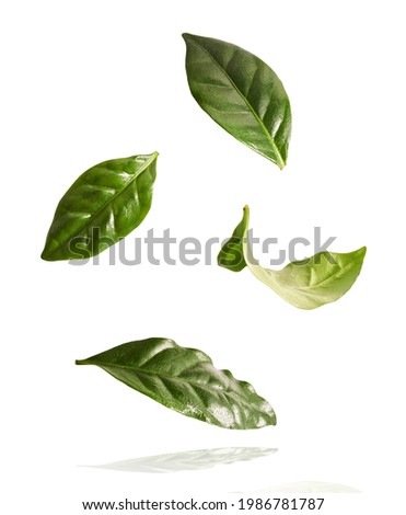beautiful fresh green coffee leaves falling in the air isolated on white background