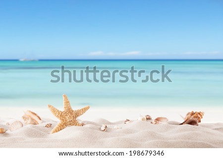 Summer concept with sandy beach, shells and starfish.