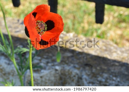 A red poppy bloomed by the stones.