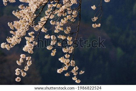 A beautiful pink cherry blossom flower picture 