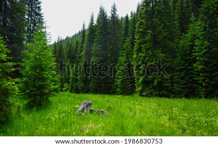 Pasture full of grass near a wild pine forest in Lotru Mountains, Carpathia, Romania. Spring Season - everything is bright green.
 Royalty-Free Stock Photo #1986830753