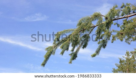 The tops of the pine trees against the blue sky