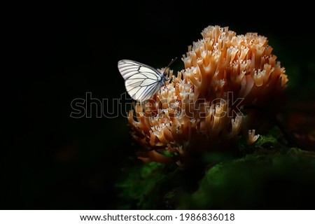 butterfly on mushroom in the forest, magic picture macro photo, seasonal landscape spring in the park