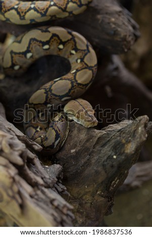 Boa portrait, Boa constrictor snake on tree branch.