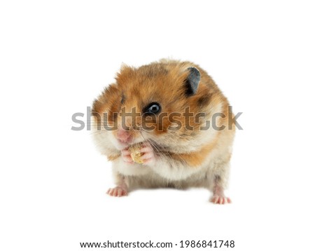 Syrian hamster eating crackers isolated on white background