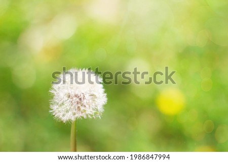 Summer background with white dandelion on green landscape with bokeh with sunlight, blur and soft focus