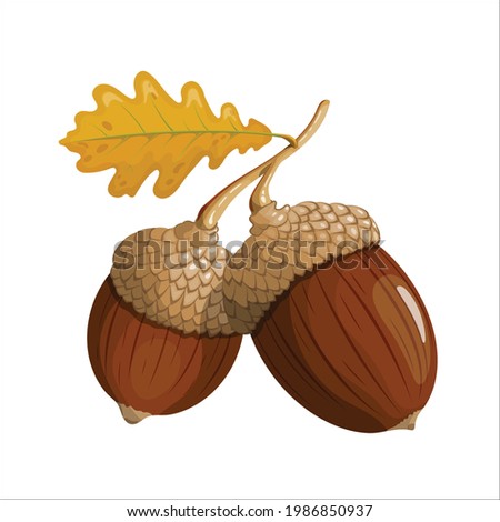 Two acorns on a branch. Yellow oak leaf on a branch. Isolated on a white background. Casual. Flat illustration. Forest motive. Nature. For cards, stickers, websites, books. Royalty-Free Stock Photo #1986850937