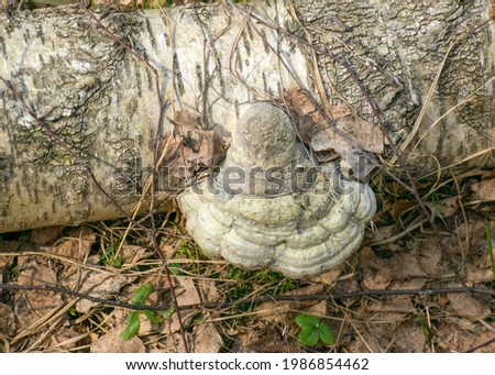picture with pepper, on an old tree trunk, rotten wood texture, growths on the tree, spring