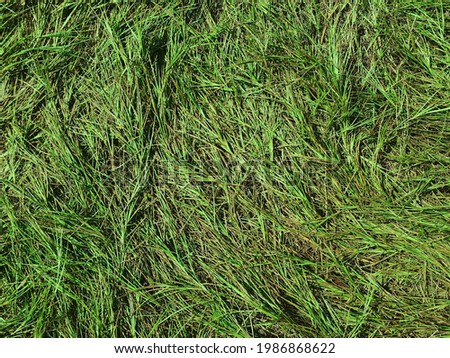 Green grass background at the field. Top view