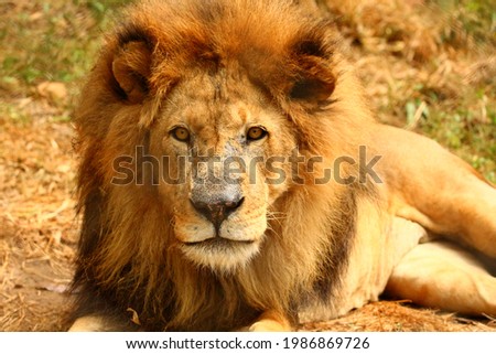 Picture of a reclining old alpha male lion.