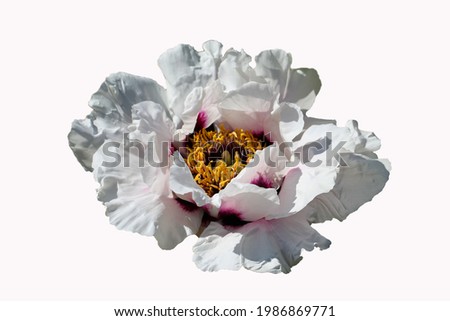 beautiful fully opened flower of a white Chinese tree peony (lat. Paeonia suffruticosa Andr.) isolated on a white background 