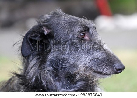  Scottish Deerhound, a head study Royalty-Free Stock Photo #1986875849