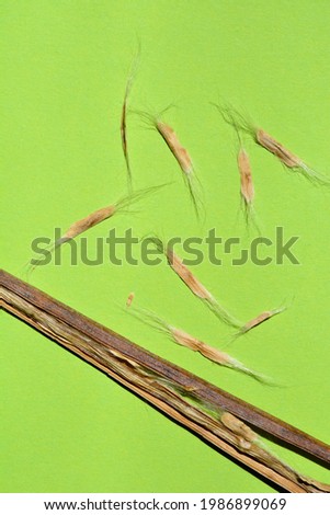 Common catalpa dry seed pod and seeds on green paper background - Latin name - Catalpa bignonioides