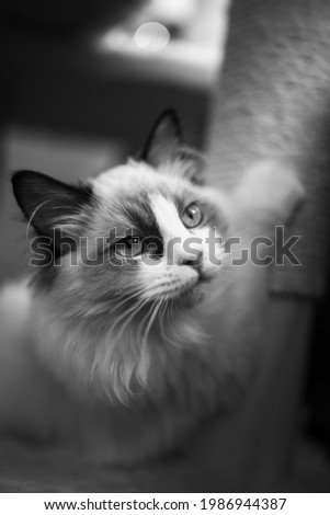 Kitten Ragdoll black and white photo