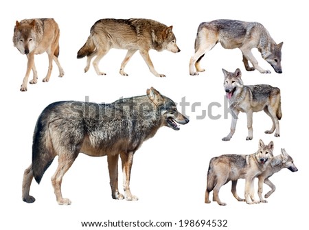 few wolves. Isolated  on white background 