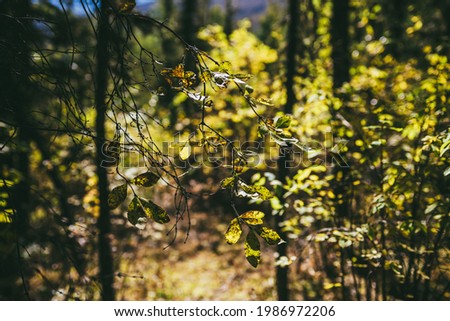 Golden leaves in sunshine on background of autumn forest bokeh. Minimalist nature backdrop with sunlit yellow foliage in fall time. Scenic minimalism in autumn colors. Orange leaves in fall colors.