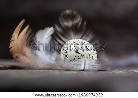 Quail egg on a dark brown wooden surface, top view, empty place for text