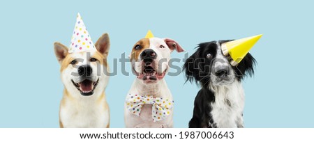 Banner Birthday party dog. Three smiling akita, border collie and american staffordshire wearing a yellow hat. Isolated on blue colored background. Royalty-Free Stock Photo #1987006643