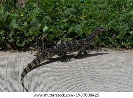 Animal reptile of Common Water Monitor or Bengal monitors are smaller than water monitors. Crawling on concrete concrete roads with waterfront plants.