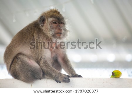 monkey seen at sacred lake of Ganga Talao, Grand Bassin ,Mauritius
