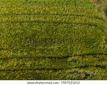 Barley in the fields and flowers of Bulka. Aerial photography. 