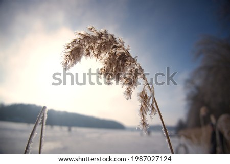 Reed on a frozen lake