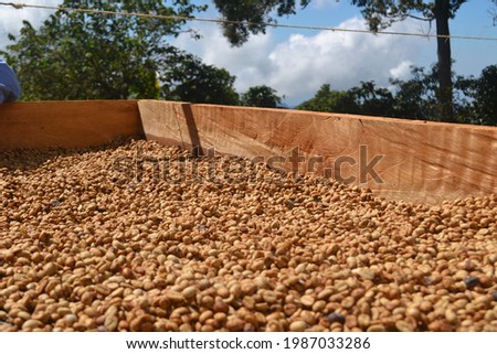 Harvested coffee beans ready for grinding