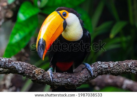 Toucan with black feather and orange bill on the branch of a tree.  Exotic bird.  Big tropical bird