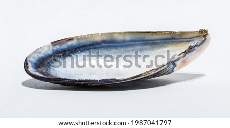 A picture of a Mussel Shell on a white background.
