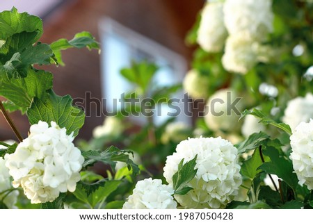White inflorescences of blooming decorative viburnum.Natural floral background.A blurry wooden house in the background.
Copy space,selective focus with shallow depth of field.