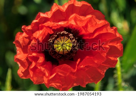 
close-up of a blooming poppy in spring