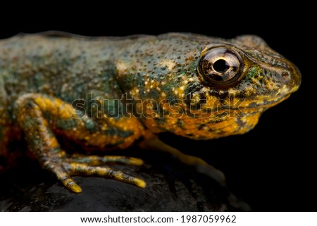 Algerian ribbed newt (Pleurodeles nebulosus) 