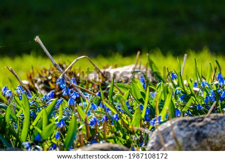 unspecified blue flowers blooming in spring garden. nature texture