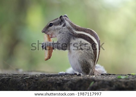 A closeup shot of an adorable gray chipmunk eating a cookie standing on the stone surface