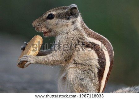 A closeup shot of an adorable gray chipmunk eating a cookie standing on the stone surface