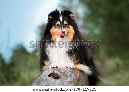 Cute, smiling fluffy black white tricolor shetland sheepdog, little sheltie portrait on a stump with blue sky background. Funny picture of small collie, lassie dog  on spring summer time