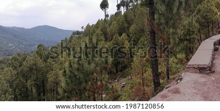 long Trees on Mountain behind the road